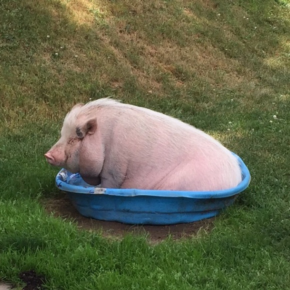 Meet your Posher, Denice - Picture 1 of 1